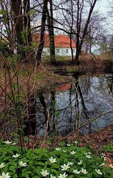 Dom nad stawem w wiosennej scenerii.